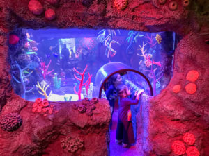 Read more about the article SEA LIFE Malaysia Kini Dibuka